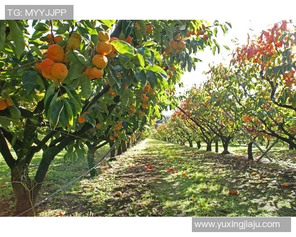 果园采摘之旅：体验丰收季节的自然魅力与农田乐趣